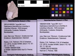 Foto (Objekt + Etiketten) von Gastrosacus tuberosiformus (Lörenthey in Lörenthey & Beurlen, 1929) (NHMW-GEO-1990-0041-0296)